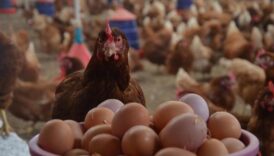 yumurta ihracatinda 15 dolarlik fon kesintisi kaldirildi Vu9zzQeL